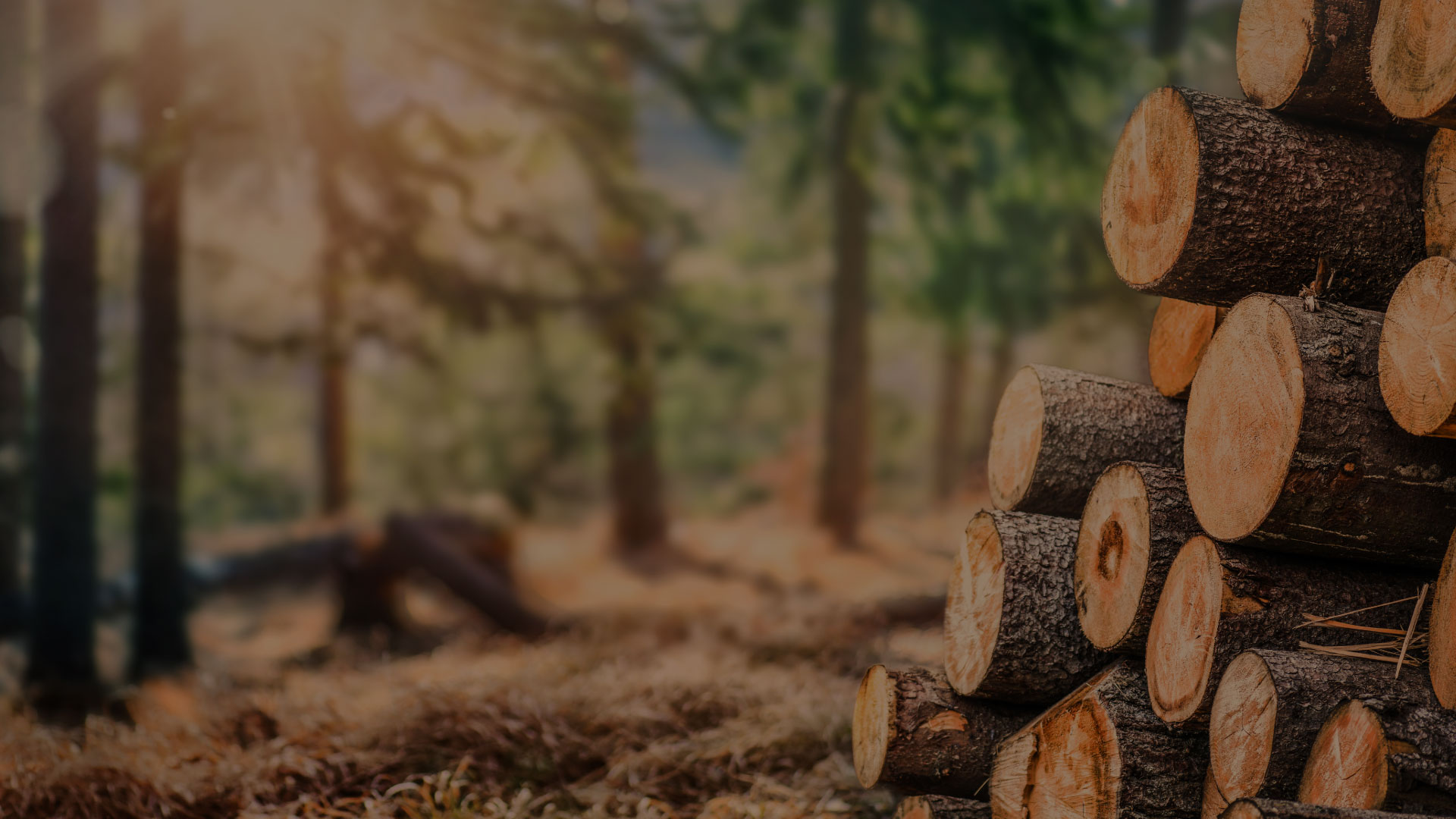 Troncs d'arbres coupés dans la forêt